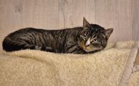 katt 