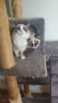 Ragdoll 