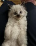 Ragdoll Kattunge