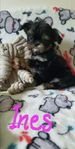 Shih-tzu/Chihuahua FLYTTKLARA!
