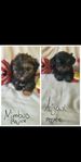 Shih-tzu/Chihuahua valpar