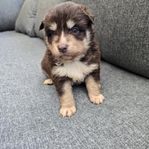 Finsk Lapphund/Australian Shepherd