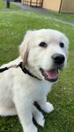 Golden Retriever Hundvalp