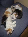 kattungar