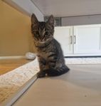 kattungar