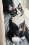 Kattunge semilånghårig 