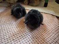 Ayam Cemani kycklingar