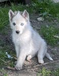 siberian husky valpar till salu
