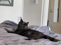 kastrerad hane 1 år
