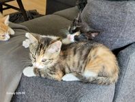 kattunge