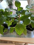 paprika och chiliplantor
