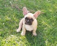 Fransk bulldog tik på halvfoder 