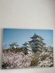 Himeji slottet Japan print canvas 120x90