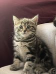 Kattungen Scottish straight  och brittisk kort 