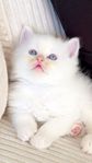 ragdoll