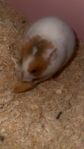 Guldhamster
