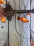 6 platy