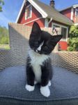 Fyra underbart mysiga Kattungar!