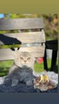Brittiska kattungar ( Shorthair) med stamtavla