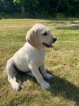 Golden Labrador Tik valp