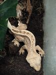 ögonfransgecko ungar
