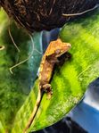 ögonfransgecko bebis 