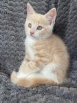 Kattunge Creme o vit hane