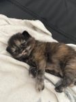 nyfikna söta kattungar