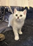 Brittisk korthårig kattungen med Sverak stamtavlan 