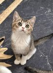 Brittiska kattungar 