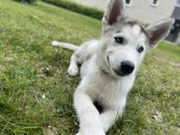 Siberian Husky valpen Luna 12 veckor 