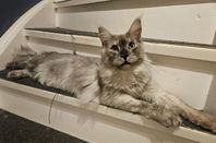 Maine Coon hane med stamtavla 