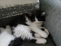 kattungar/perser/ragdoll 