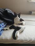 Katt