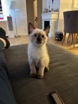 Ragdoll kattunge hona