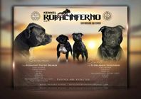 Staffordshire Bullterriervalpar