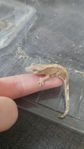 ögonfrans Gecko ödla 