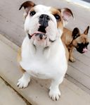 Engelsk bulldog 