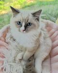 Ragdoll kattungar med stamtavla