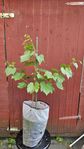 Vindruvsträd (vinranka). Ekologisk. 70 cm. 4 år gammal.