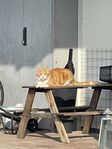 Väldigt söt katt.