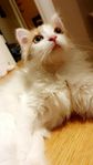 katt