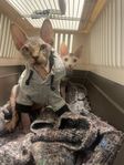 Halvfodervärd sphynx (försäljning med bibehållen avelsr