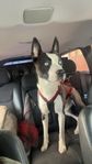 Husky/Bully mix omplacering. 