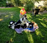 Bordercollie valpar med utställnings gener