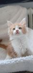 mainecoon
