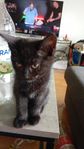 kattunge