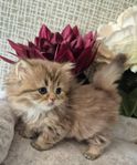 Kattungar