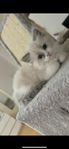 Ragdoll kattunge 100%