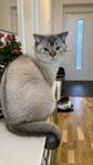 Brittisk Korthår katt